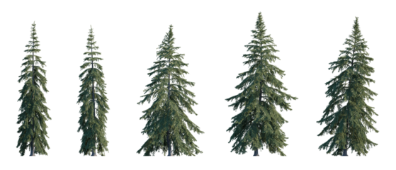 Picea Glauca frontal set (White, Canada, cat, skunk, single, western white, Porsild, black hill spruce) pinaceae needled fir tree medium and big isolated png on a transparent background cutout hd
