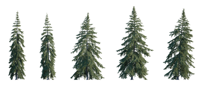Picea Glauca frontal set (White, Canada, cat, skunk, single, western white, Porsild, black hill spruce) pinaceae needled fir tree medium and big isolated png on a transparent background cutout hd