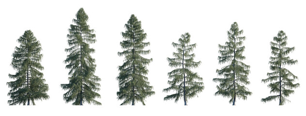 Picea breweriana frontal set (Brewer spruce, Brewer's weeping spruce, weeping spruce) evergreen...