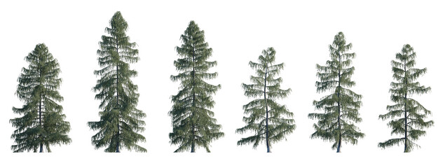 Obraz premium Picea breweriana frontal set (Brewer spruce, Brewer's weeping spruce, weeping spruce) evergreen pinaceae needled fir tree big isolated png on a transparent background premium cutout
