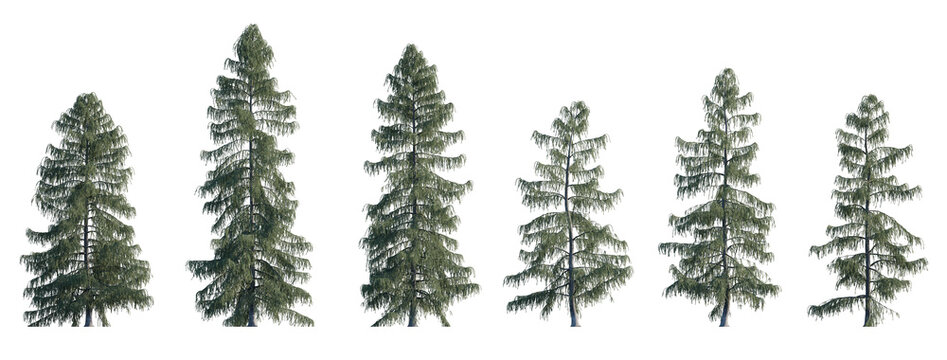 Picea breweriana frontal set (Brewer spruce, Brewer's weeping spruce, weeping spruce) evergreen pinaceae needled fir tree big  isolated png on a transparent background perfectly cutout high res
