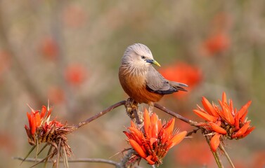 starling on flower.chestnut-tailed starling, also called grey-headed starling and grey-headed myna is a member of the starling family. 