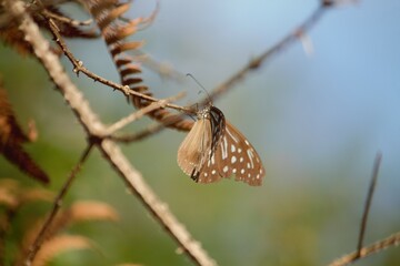 Obraz premium Nilgiri Tiger butterfly on a branch