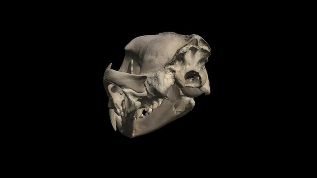3D rotating skull of a leopard head in transparent background