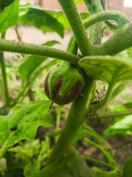 Beautiful view of eggplant on eggplant plant at home