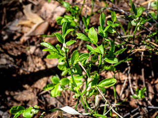 spring green growth among the grass on the ground