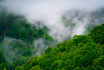 Misty forest enveloped in fog following a rainstorm in the mountains
