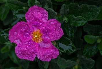 raindrops on pink sunset rock-rose flower