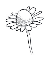 hand drawing of a pharmacy chamomile flower vector