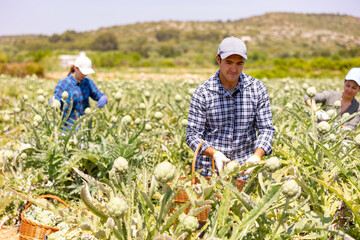 European man plantation worker picking ripe artichokes on vegetable field.