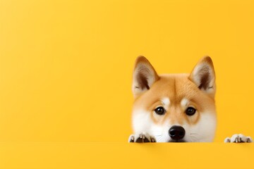 Cute shiba inu dog peeking through hole in yellow background. - obrazy, fototapety, plakaty