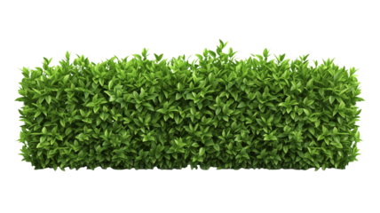 green trimmed bush hedge fencing,  isolated on transparent background
