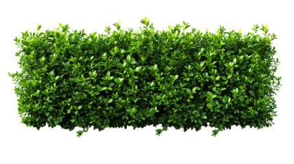 green trimmed bush hedge fencing,  isolated on transparent background
