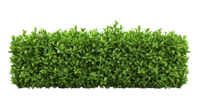 green trimmed bush hedge fencing,  isolated on transparent background