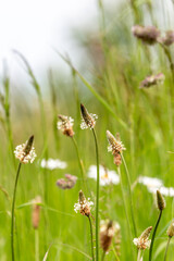 A close up of grasses in a field in Sussex, on a summer's day