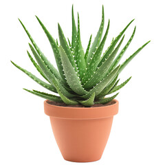 aloe bush in a clay pot, isolated on transparent background