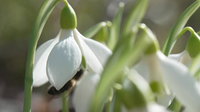 Bee pollinates snowdrop during early spring in forest. Snowdrops, flower, spring. Honey bee, Apis mellifera visiting first snowdrops on early spring, signaling end of winter. Slow motion, close up