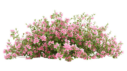 imagine bush of flowers isolated on transparent background