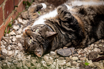 A tabby cat laying down on pebbles in a garden