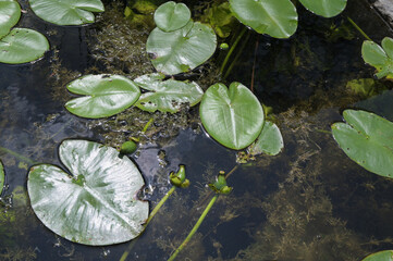 yellow water lily in the garden pond amidst lily pads