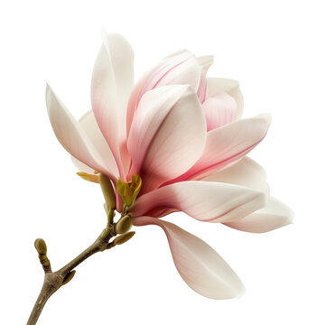 one magnolia flower,isolated on transparent background