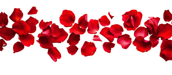 strip of scattered red rose petals, isolated on transparent background
