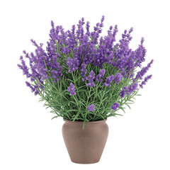 lavender flowers in a vase isolated on transparent background