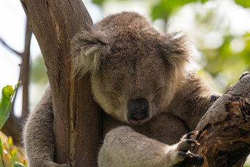 Wild koala sleeping on the tree