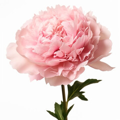 A flower gently pink peony close-up on a white background
Generation AI