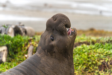 Portrait of a large male Elephant seal. Elephant seal with open mouth. Drakes Beach, California