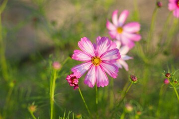 Obraz premium cosmos flower in the field