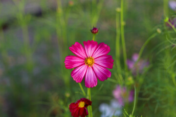 red poppy flower