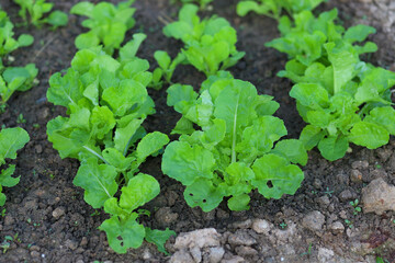 lettuce growing in the garden