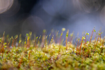 Close-up photo of moss