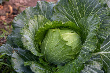 cabbage in the field