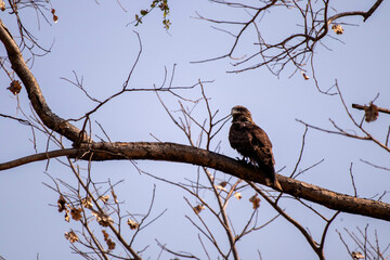 red tailed hawk