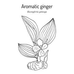 Aromatic ginger (Kaempferia galanga), edible and medicinal plant