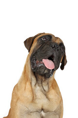 portrait of a bullmastiff