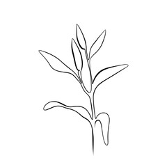 Continuous drawing of lines. Line Art of Lily Flower Continuous Line Drawing. Vector minimalist