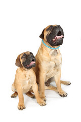 father and son bullmastiff dog sitting on white background 