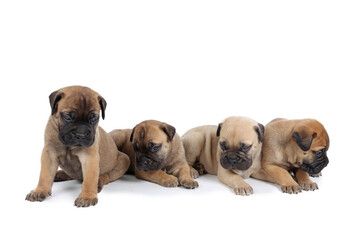 group of bullmastiff puppy isolated on white background 