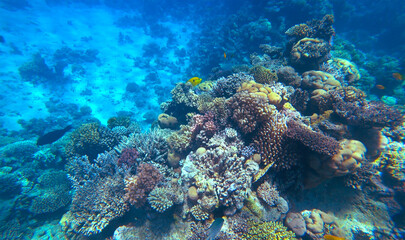 Amazing  coral reef and fish