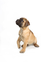 bullmastiff puppy isolated on white background 
