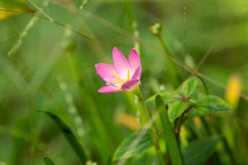 Lone pink rain lily flower in the garden