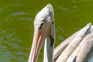 Close-up of Dalmatian pelican (Pelecanus crispus) 