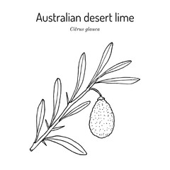Australian desert lime (citrus glauca), edible and medicinal plant