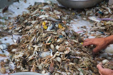 Fish at Mui Ne fish market in the morning, Vietnam. a coastal fishing village to buy and sell seafood. Local vendor is collecting fishes.