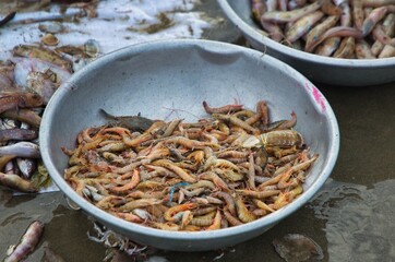 Fish at Mui Ne fish market in the morning, Vietnam. a coastal fishing village to buy and sell seafood. Local vendor is collecting fishes.
