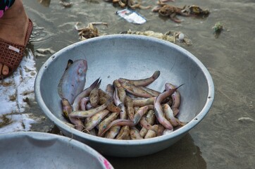 Fish at Mui Ne fish market in the morning, Vietnam. a coastal fishing village to buy and sell...