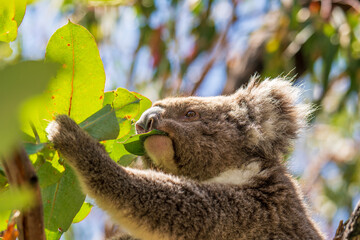 Koala eating leaves in the wild